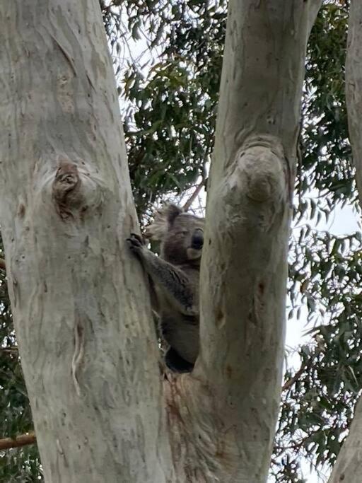 Tranquil Escape - Koala Hotspot - 2 Bed 2 Bath Apt Spectacular Sea Views Soldiers Point Exteriér fotografie