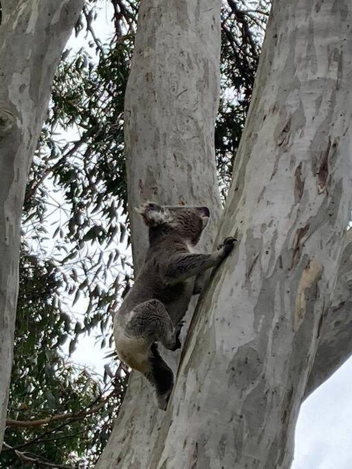 Tranquil Escape - Koala Hotspot - 2 Bed 2 Bath Apt Spectacular Sea Views Soldiers Point Exteriér fotografie